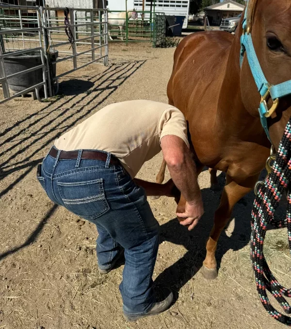 Lameness Evaluation — Equine Veterinary Service in Caldwell, Idaho