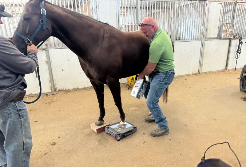 Digital Radiography — Equine Veterinary Service in Caldwell, Idaho